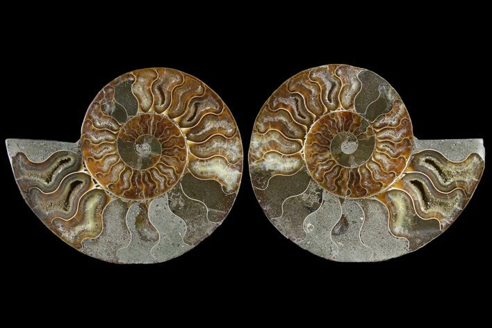 Cut & Polished Ammonite Fossil - Agatized Fossil #85333